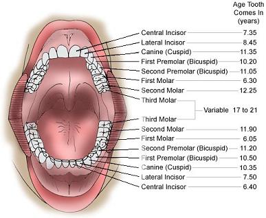 diagram-gigi.JPG